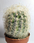 Neoporteria gerocephala (cabeça de velho)