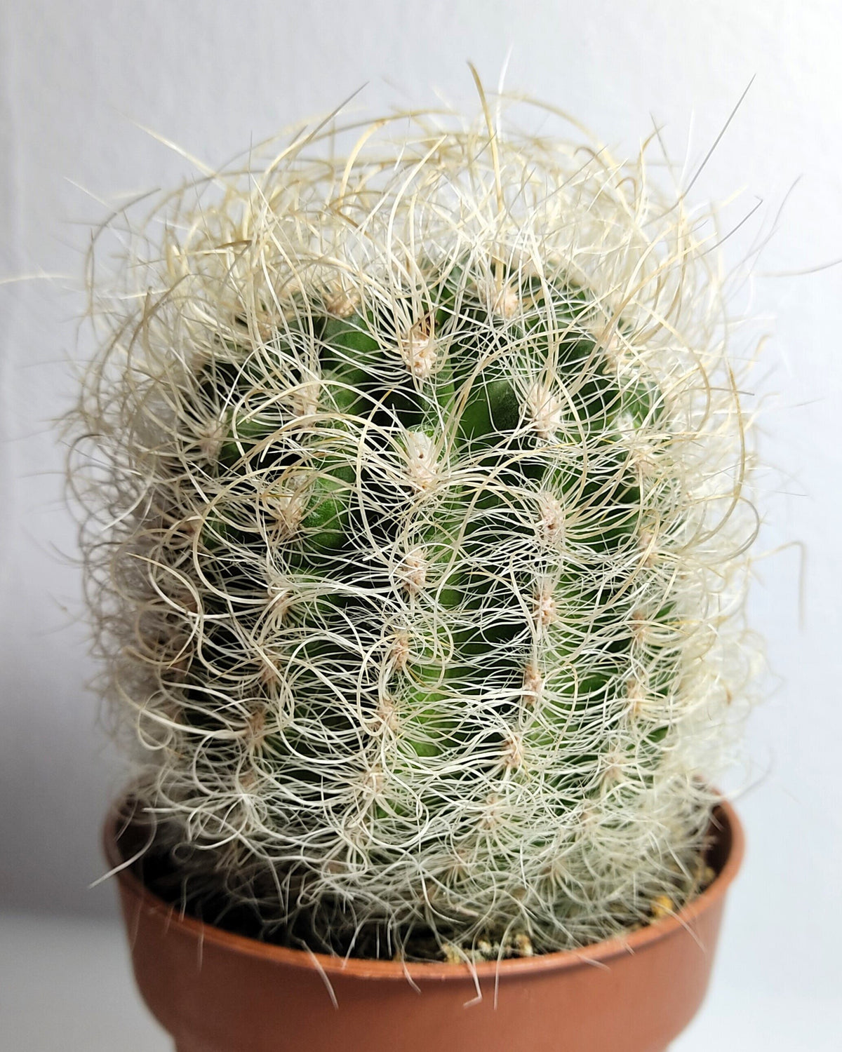 Neoporteria gerocephala (cabeça de velho)