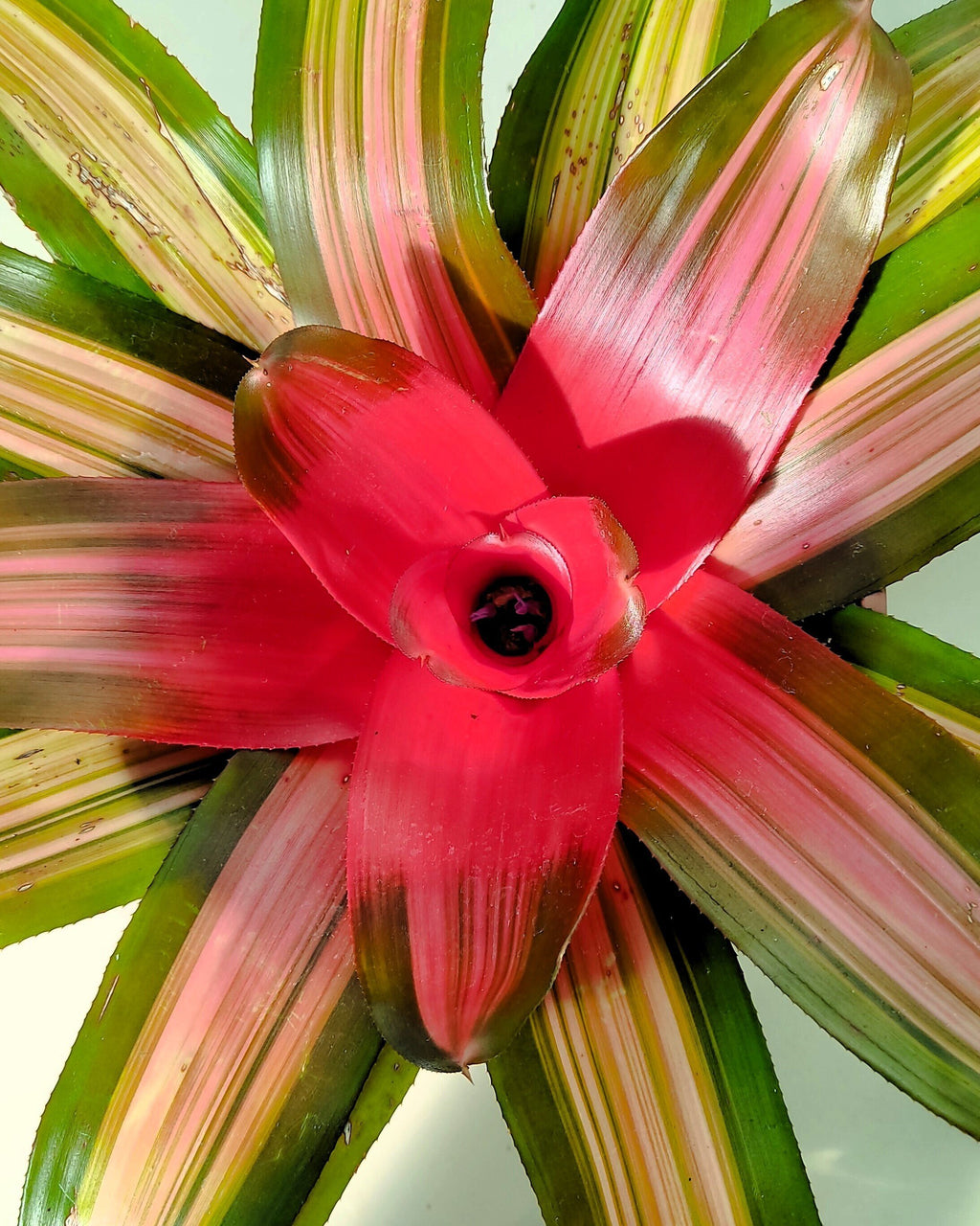 Neoregelia 'Vulcana'