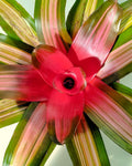 Neoregelia 'Vulcana'