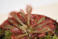 Drosera x oblanceolata