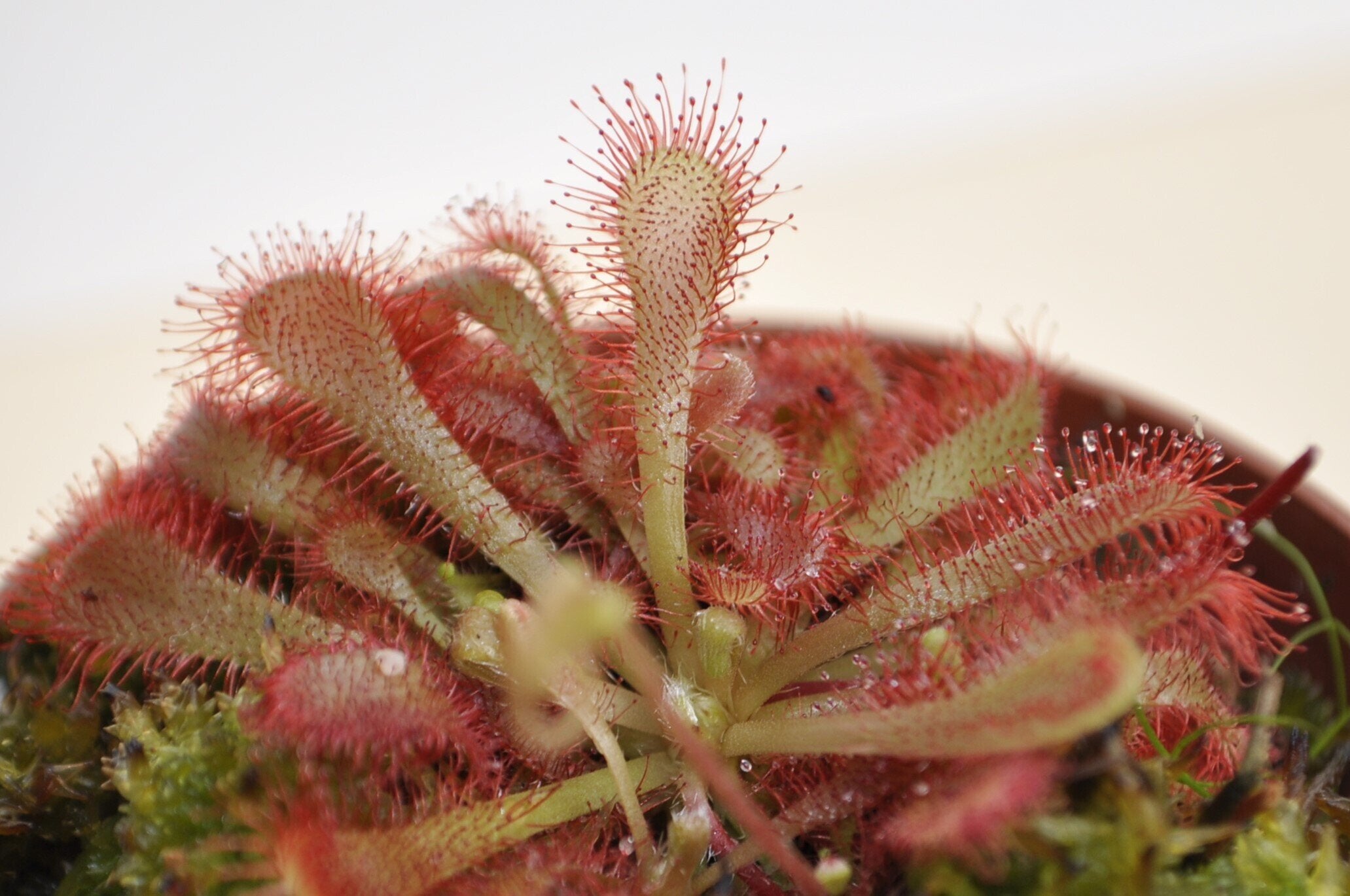 Drosera x oblanceolata