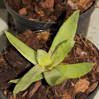 Neoregelia lilliputiana