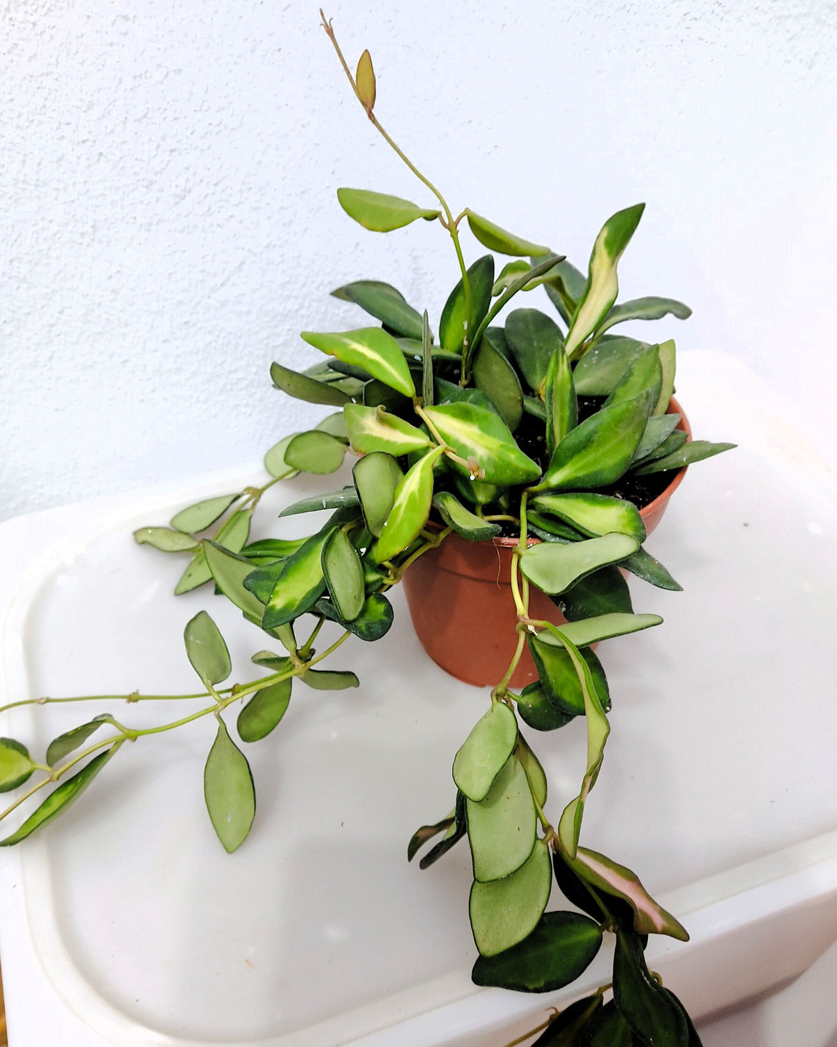 Hoya carnosa 'Tricolor' [grande]
