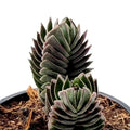 Crassula 'Buddha's Temple' (crassula Templo de Buda)
