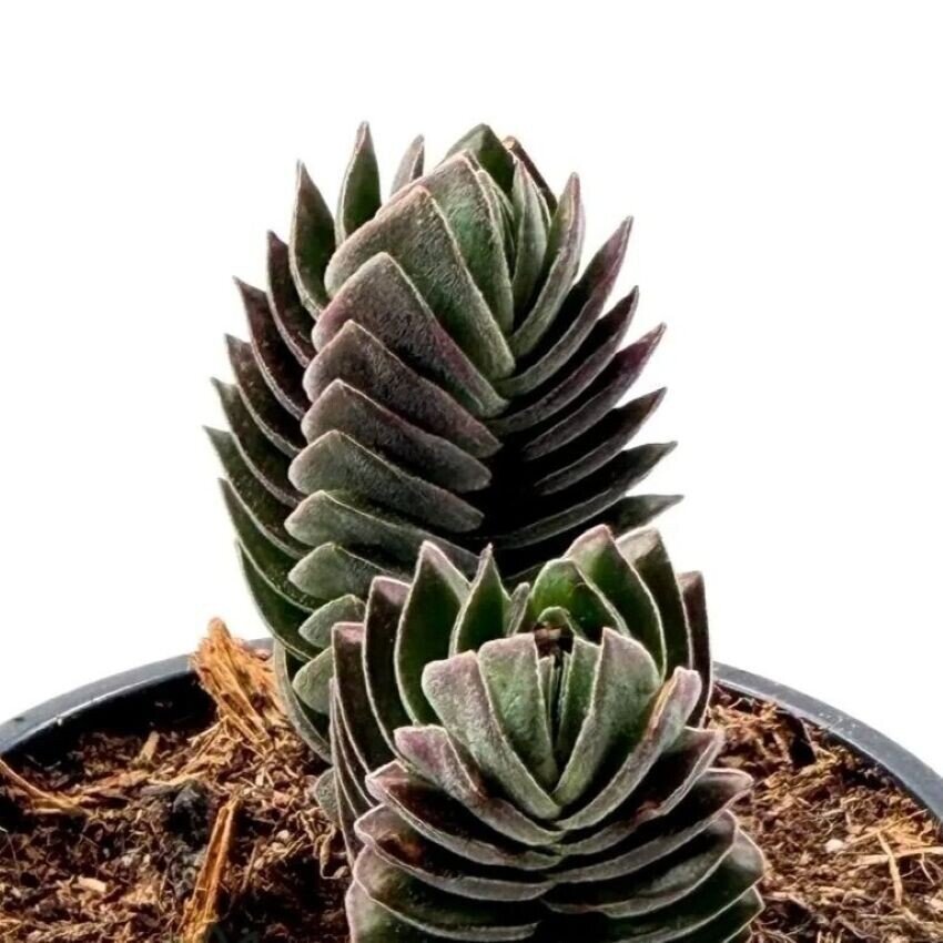 Crassula 'Buddha's Temple' (crassula Templo de Buda)