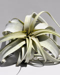 Tillandsia xerographica (pie de gallo) [mini]