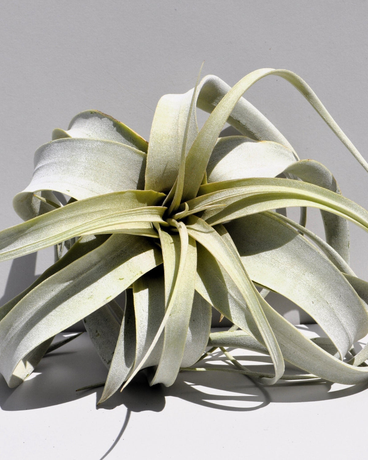 Tillandsia xerographica (pie de gallo) [mini]