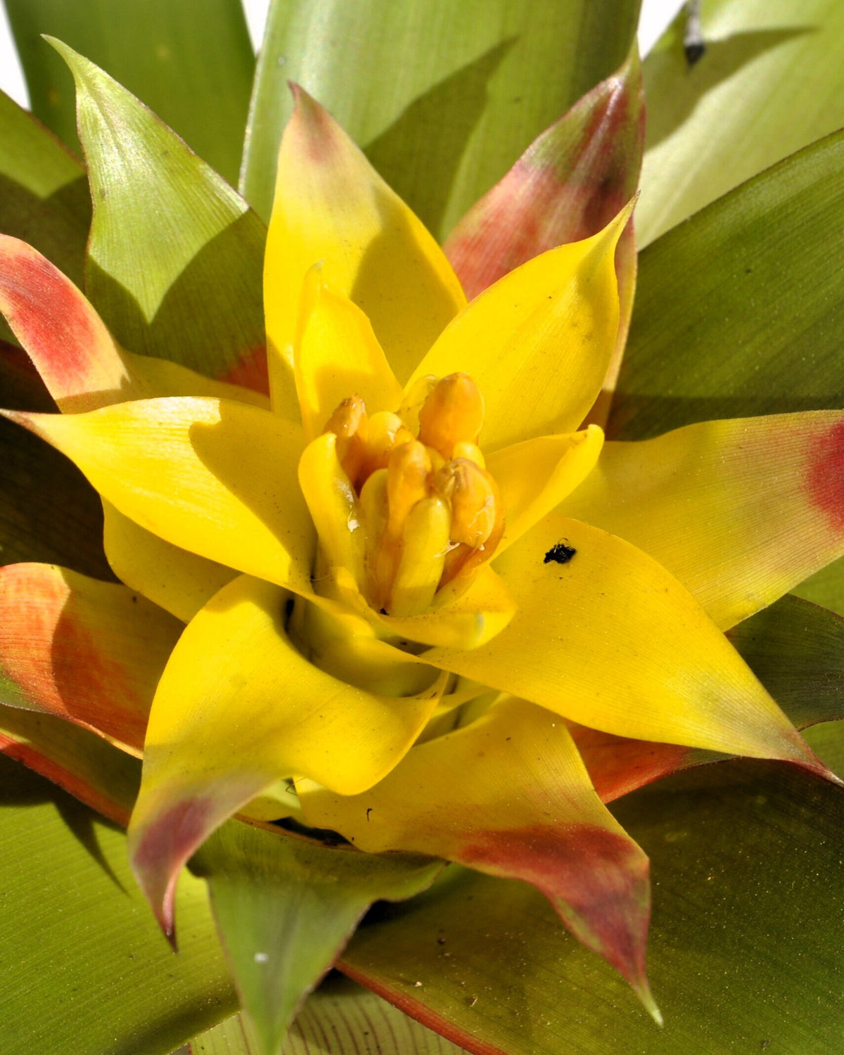 Guzmania 'Mia' (mini) [em flor]