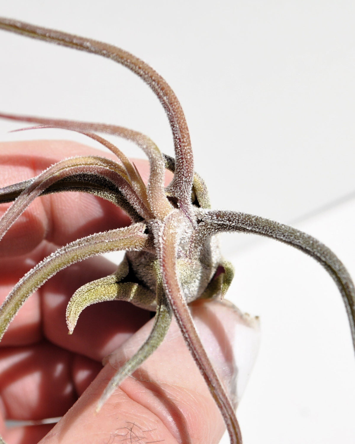 Tillandsia pruinosa