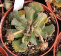 Aloinopsis malherbei (planta joya)