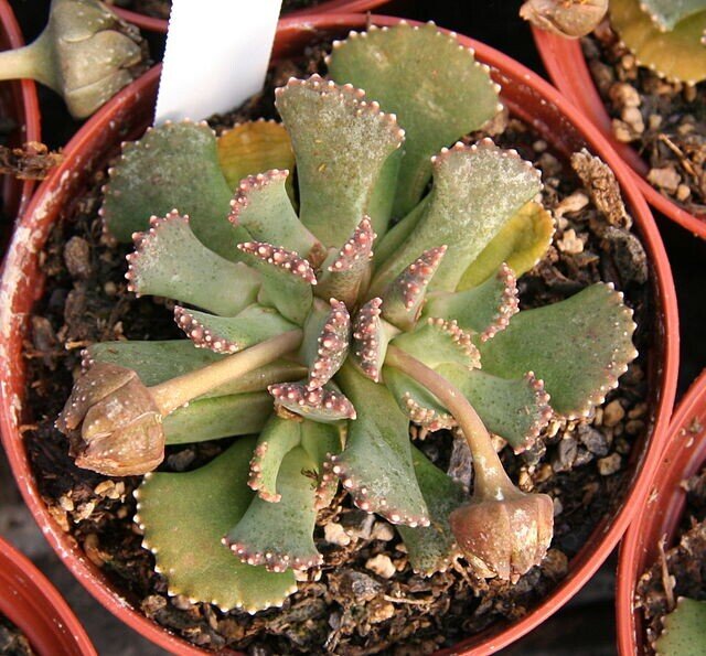 Aloinopsis malherbei (planta joya)