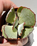 Cotyledon undulata (coroa-de-prata)