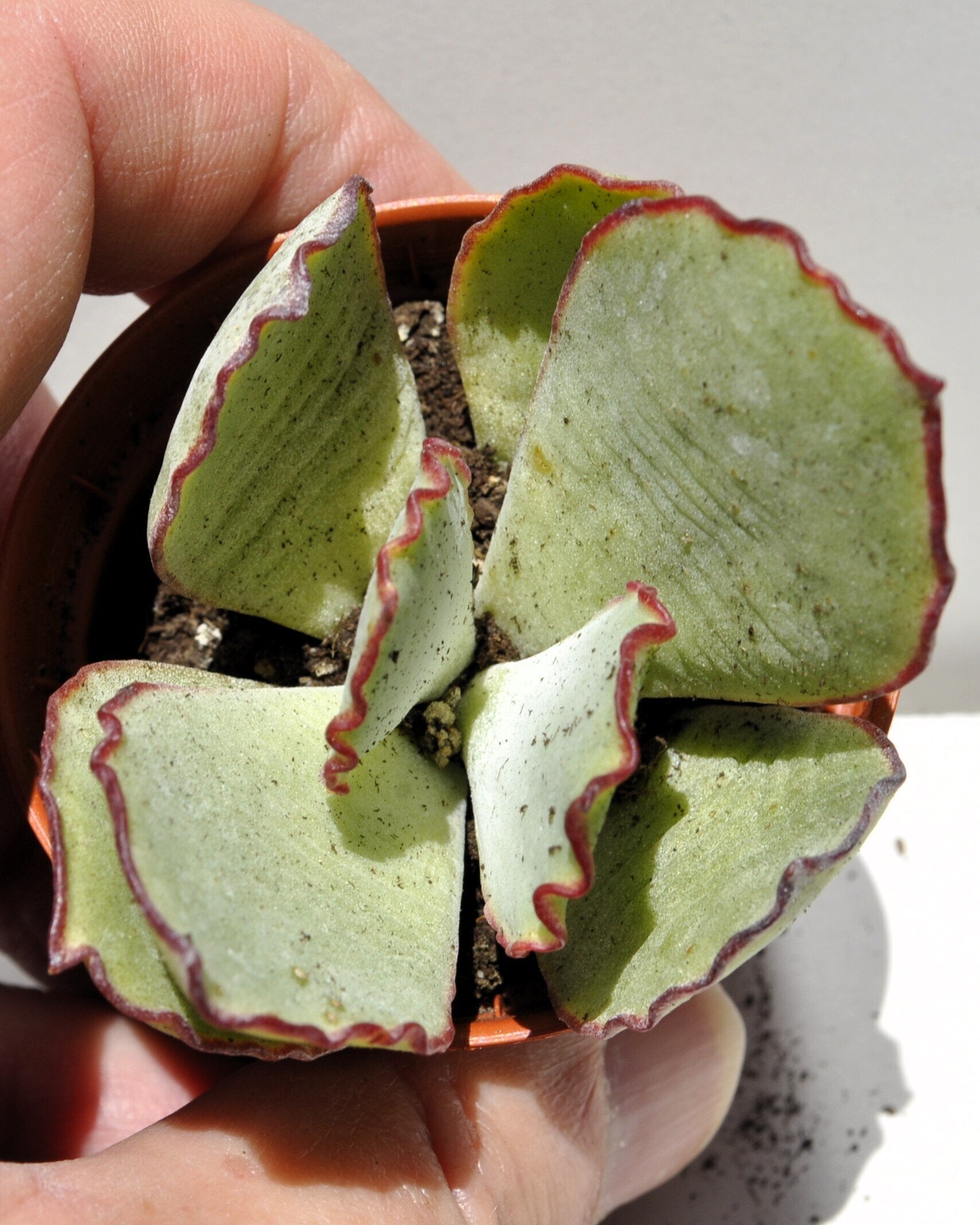 Cotyledon undulata (coroa-de-prata)