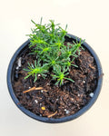 Euphorbia flanaganii (cabeça de Medusa)