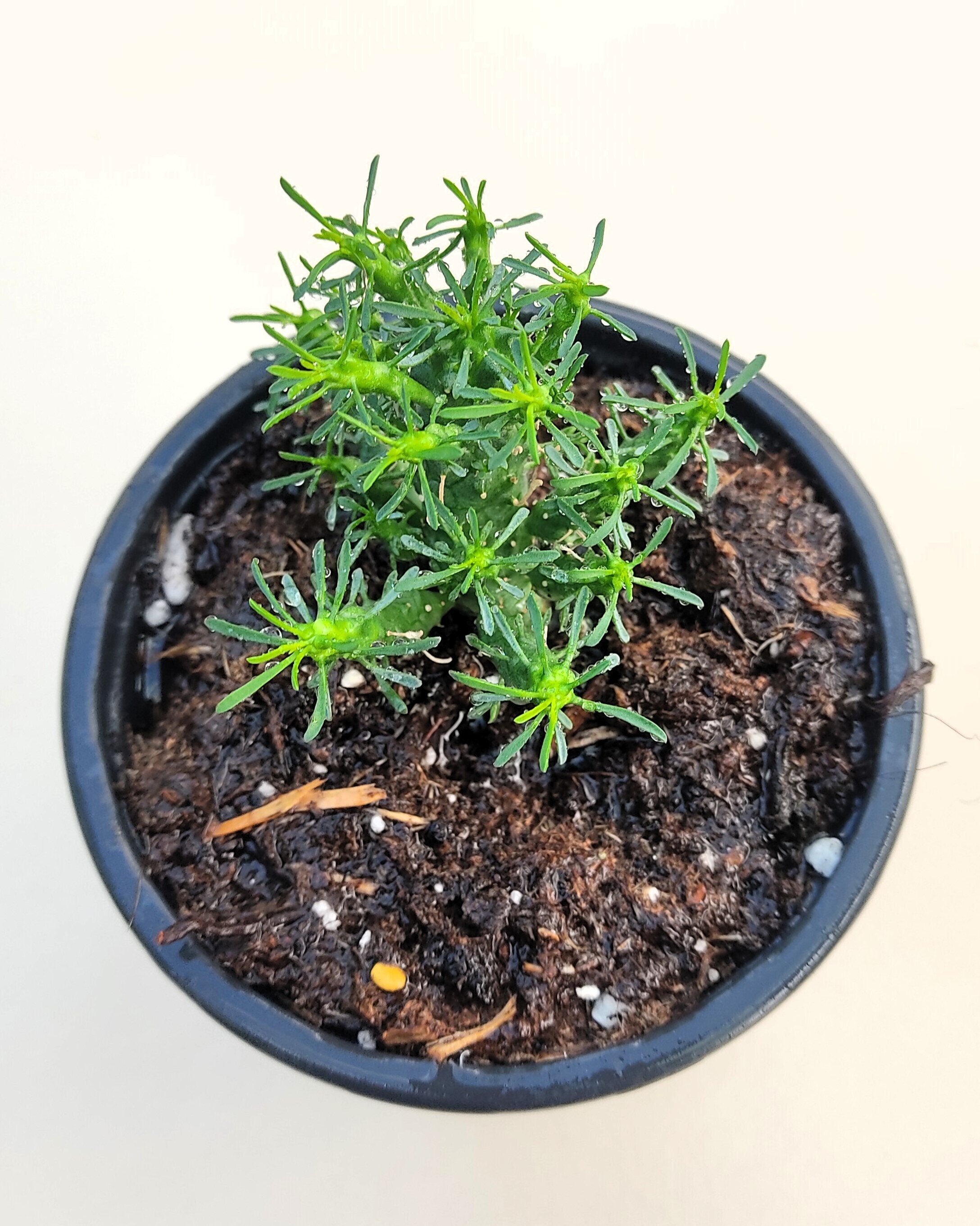 Euphorbia flanaganii (cabeça de Medusa)