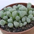 Frithia pulchra (planta-janela, frítia)
