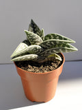 Aloe variegata (aloe pecho de perdiz, aloe tigre)