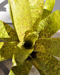 Vriesea fenestralis (mini)