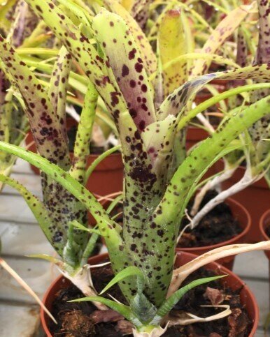 Neoregelia pauciflora