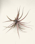 Tillandsia capitata 'Peach' (média)