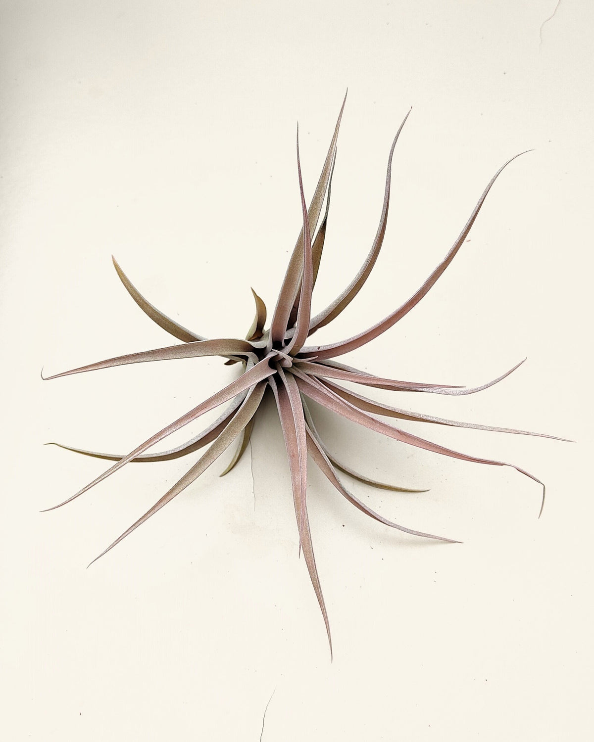 Tillandsia capitata 'Peach' (média)