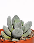 Crassula tecta