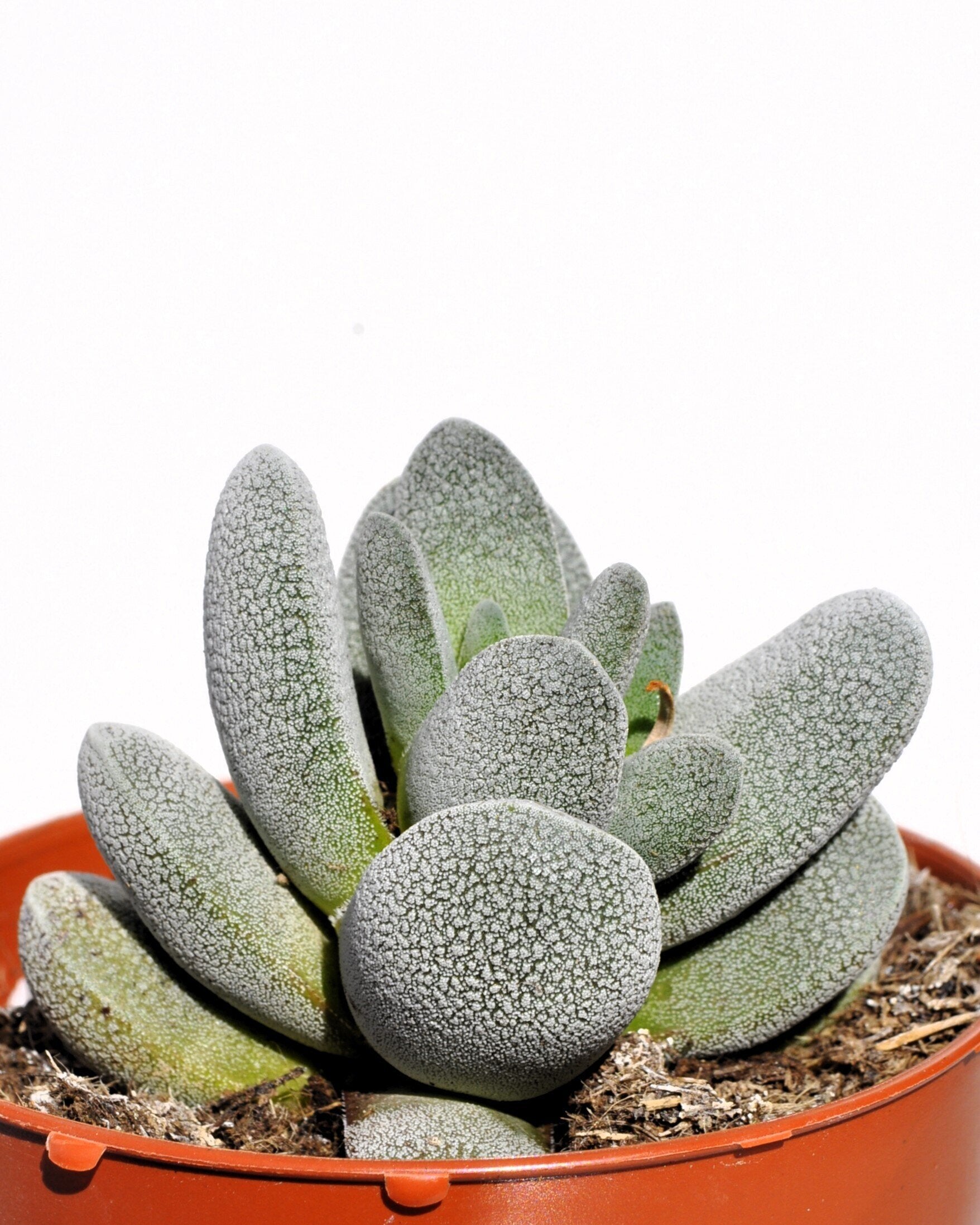 Crassula tecta