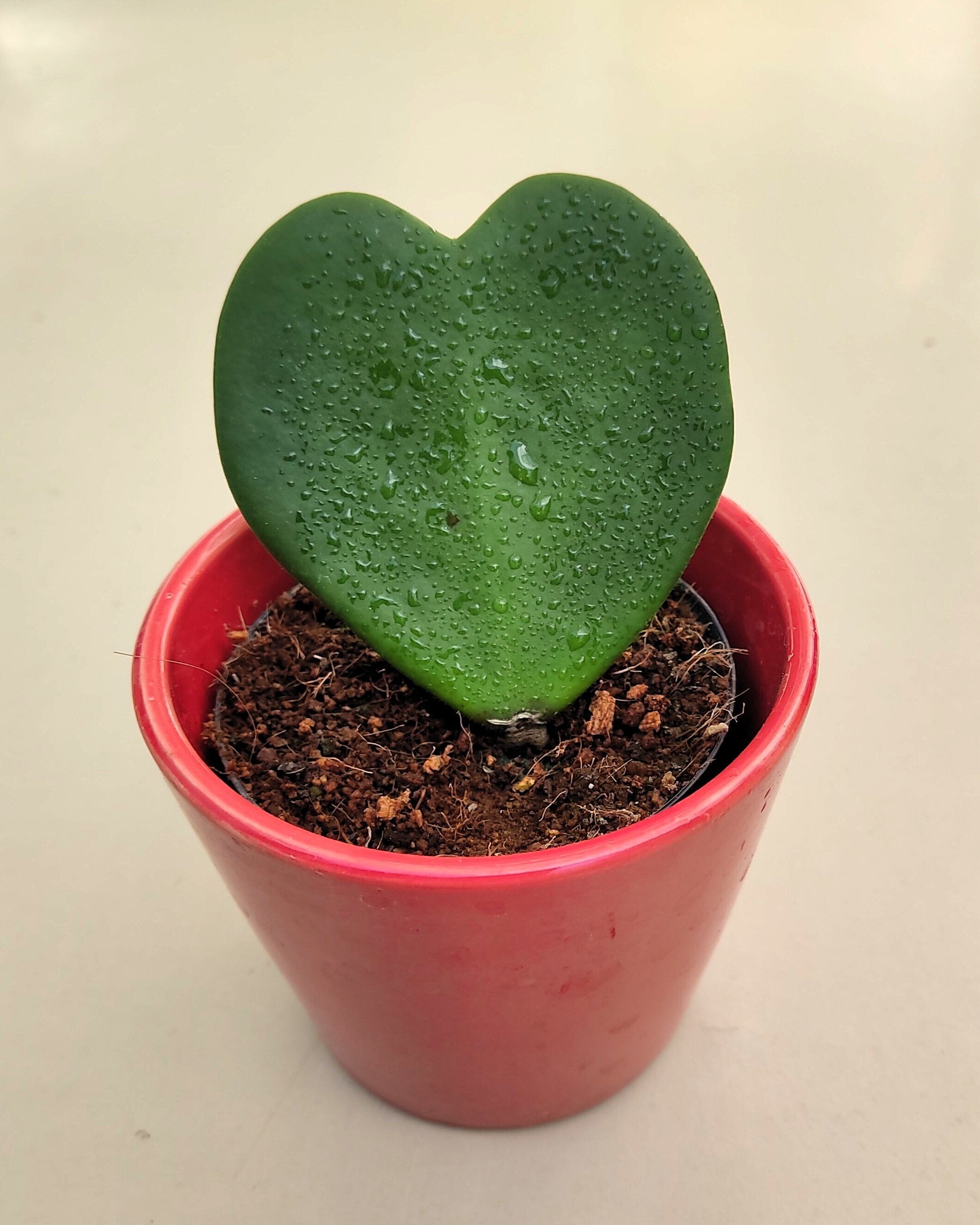 Hoya kerrii (planta-coração)