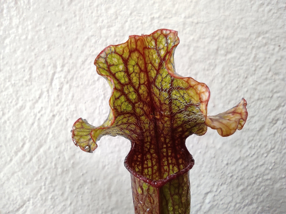 Planta carnívora Sarracenia sp. (sarracenia)