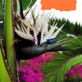 Strelitzia alba (strelitzia blanca) - Semillas