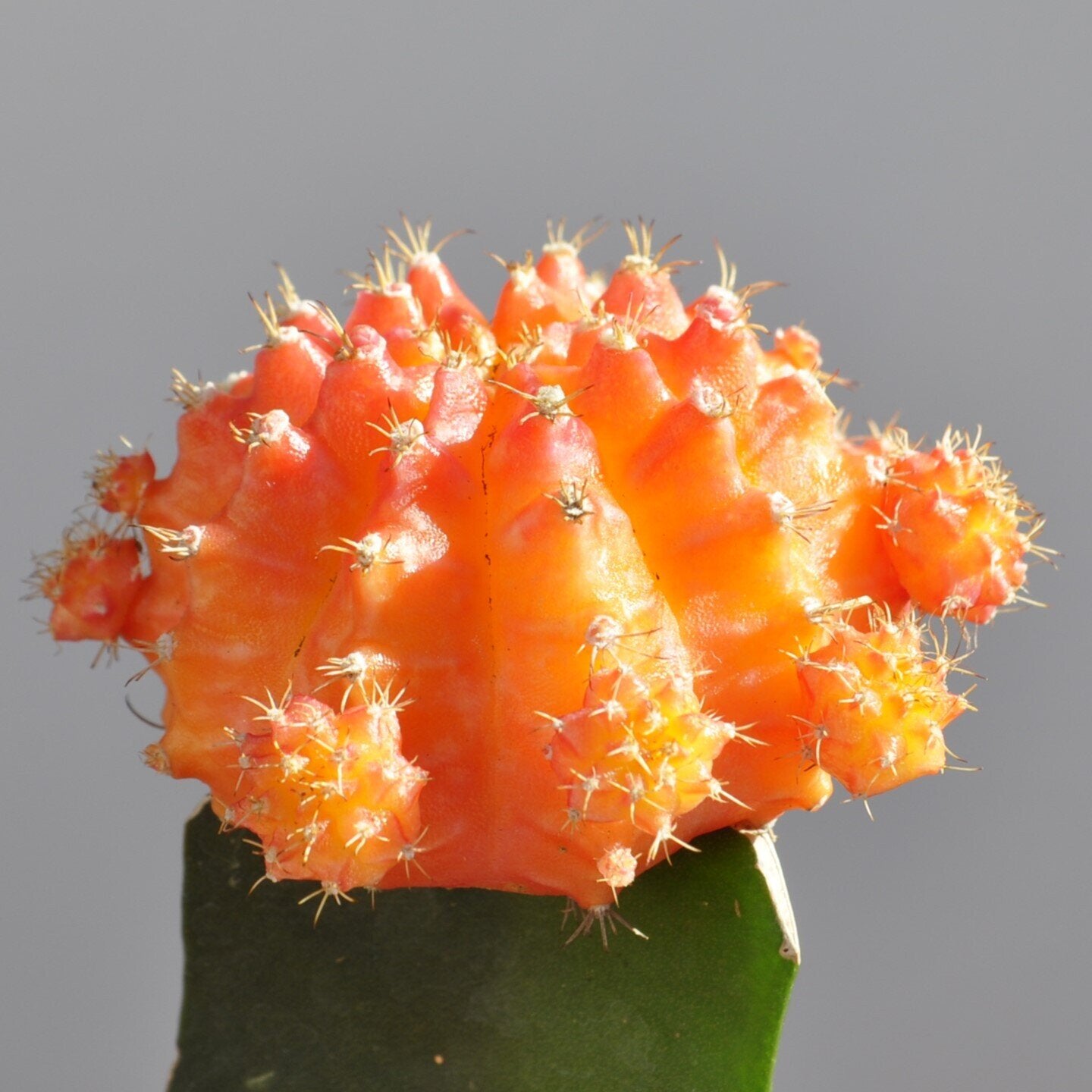 Gymnocalycium mihanovichii enxertado - laranja