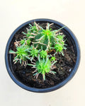 Euphorbia meloformis