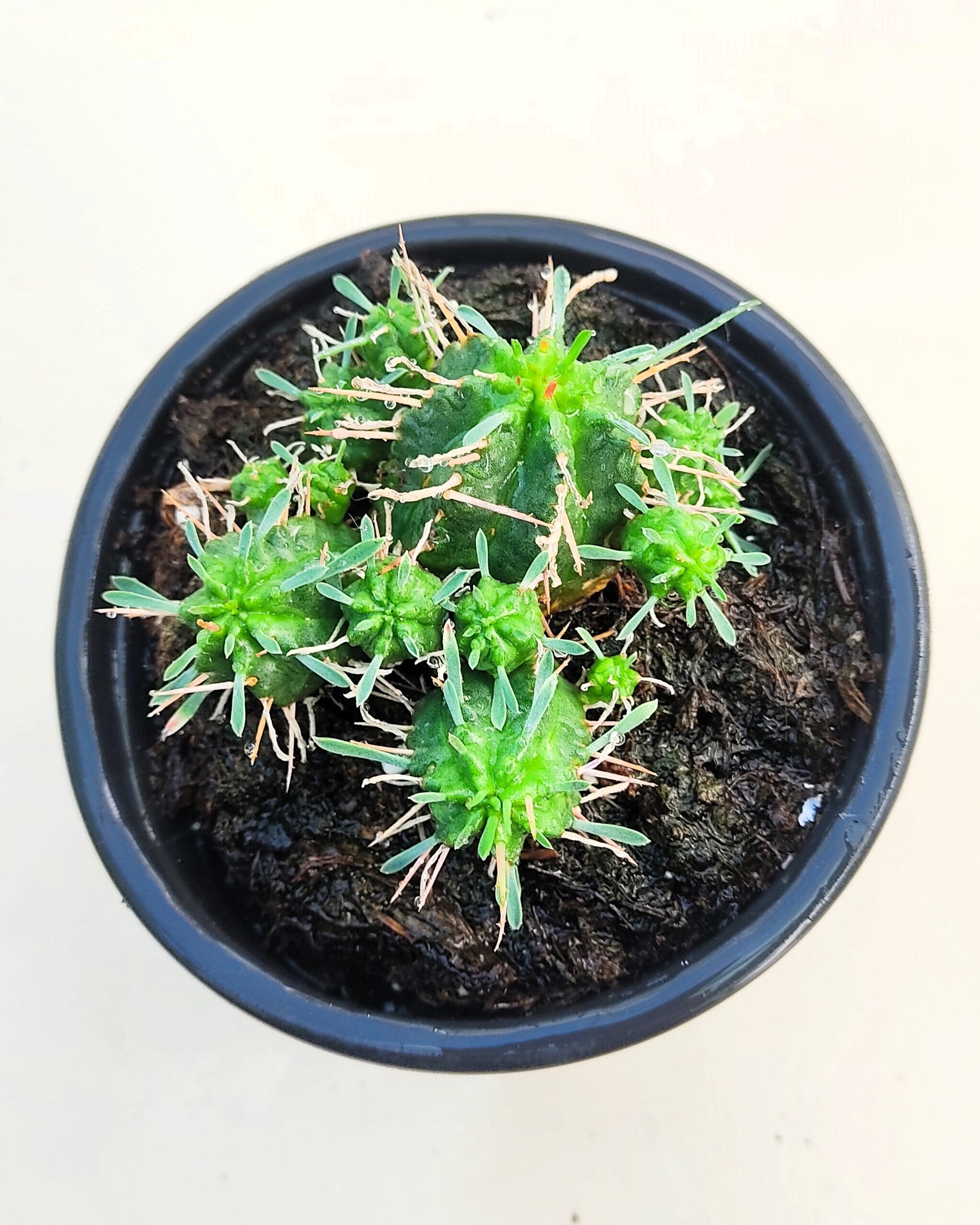 Euphorbia meloformis