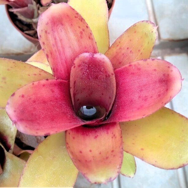Neoregelia 'Amaranda'