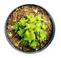 Crassula 'Spiralis Estagnol' (crassula espiralada)