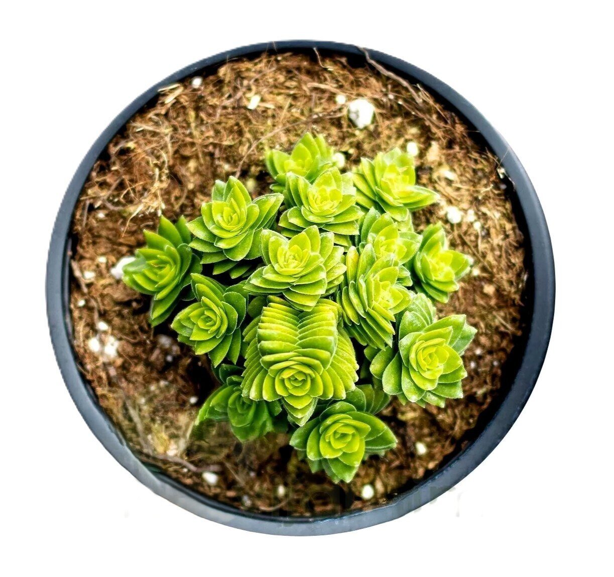 Crassula 'Spiralis Estagnol' (crassula espiralada)