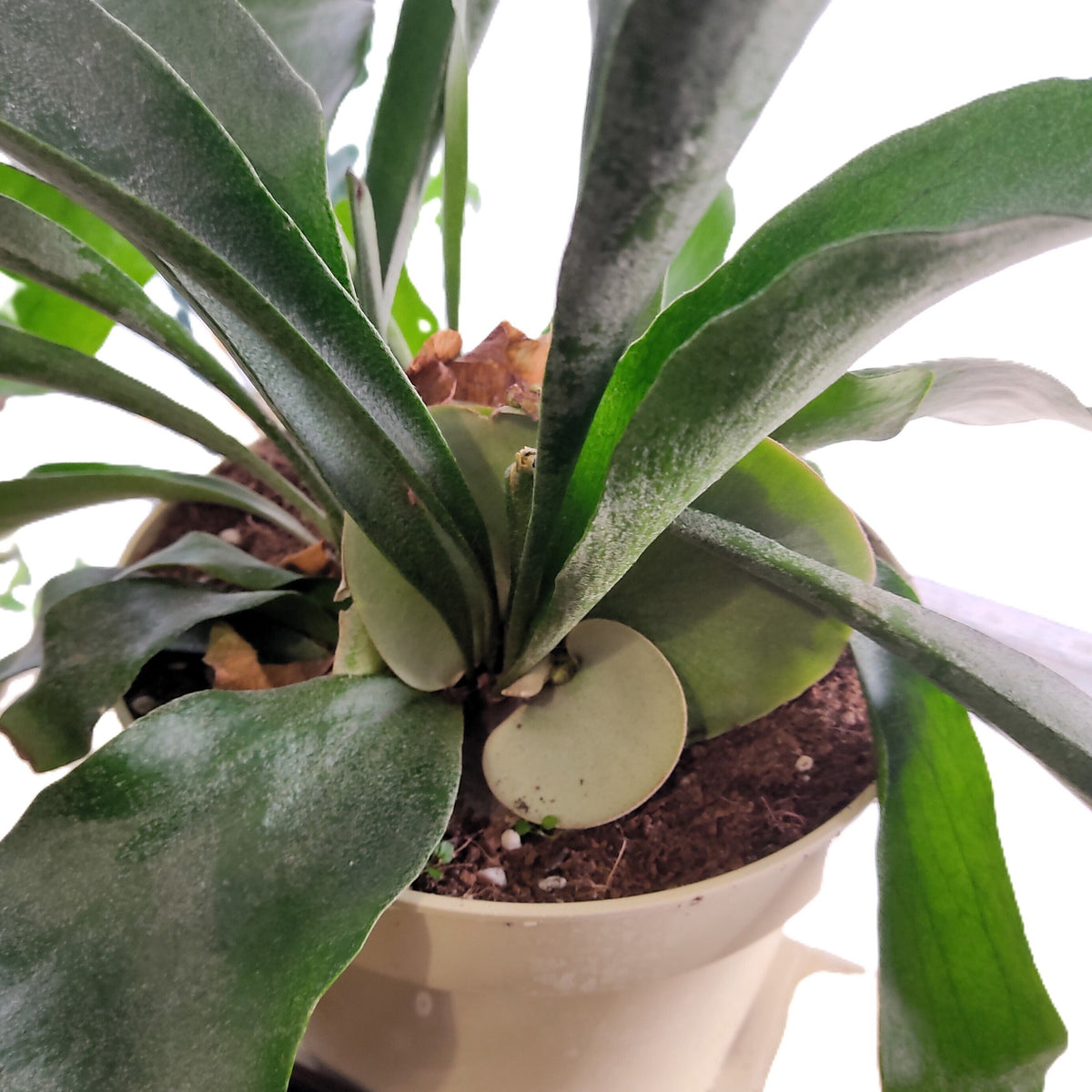 Platycerium bifurcatum (Feto Corno de Alce) XL