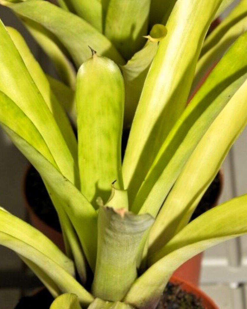Aechmea candida [small form]