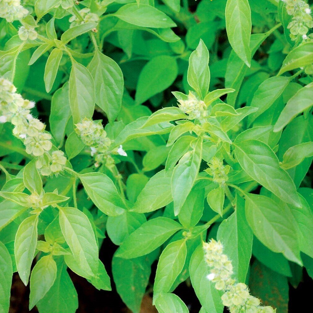 Ocimum sp. 'Lemon Citron' (albahaca limón) - Semillas