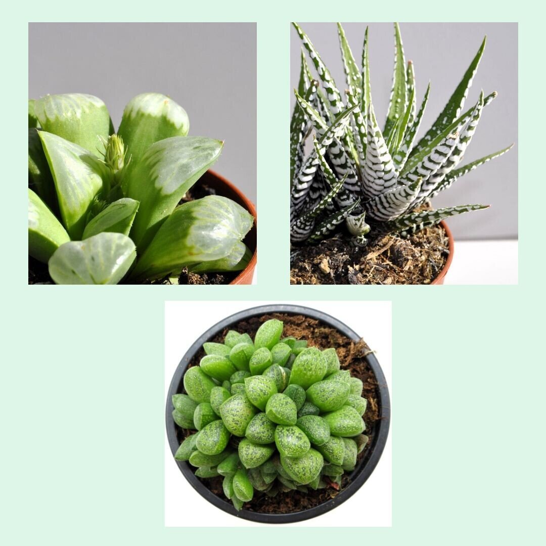 Lote Haworthias Curiosas - 3 ejemplares