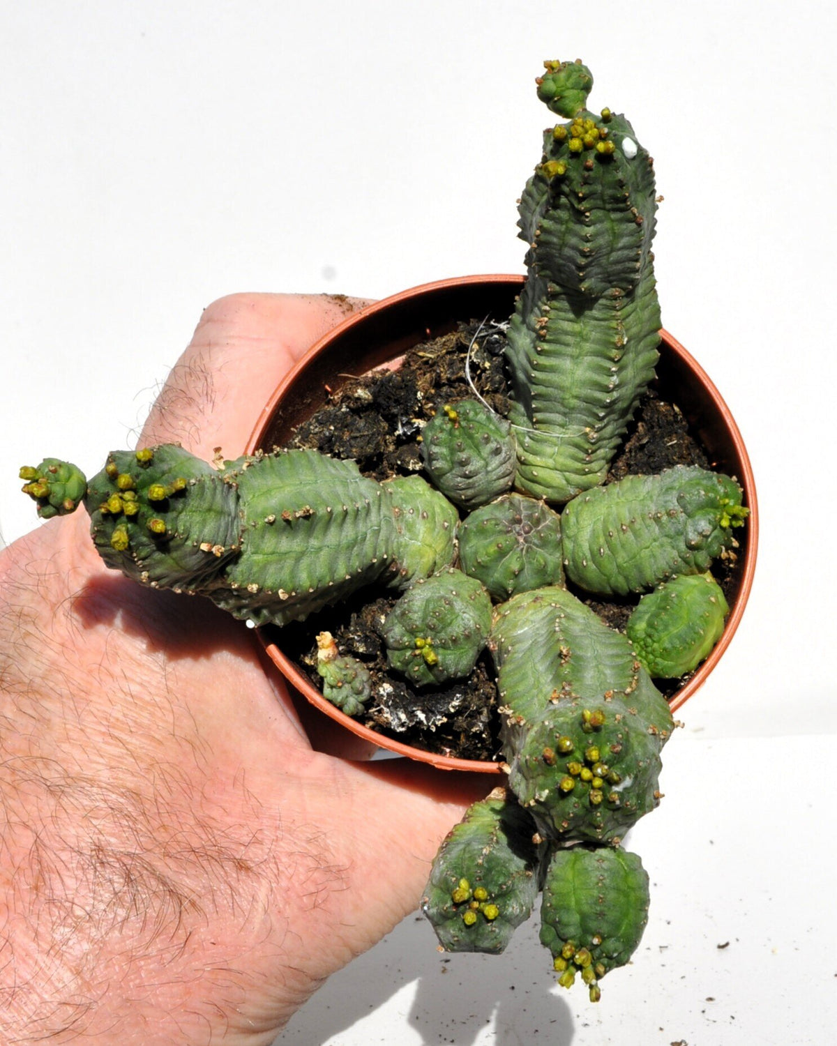 Euphorbia cf. obesa x globosa