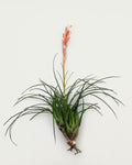 Vriesea correia araujoi