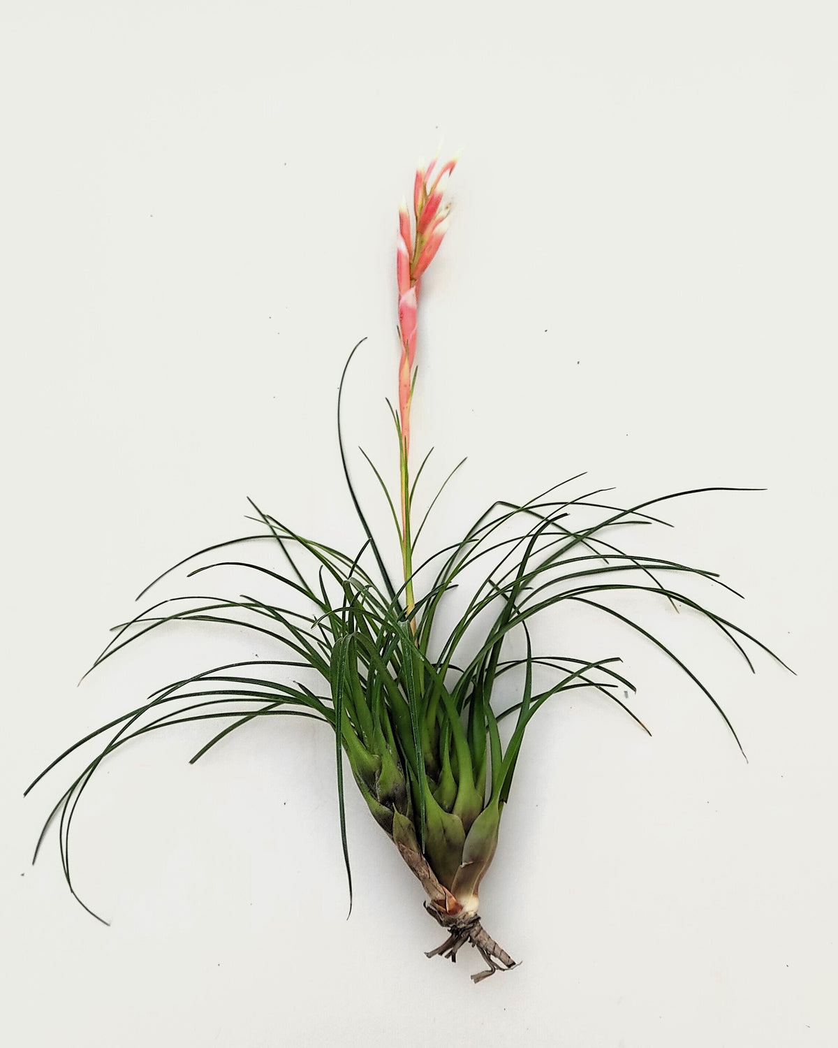 Vriesea correia araujoi