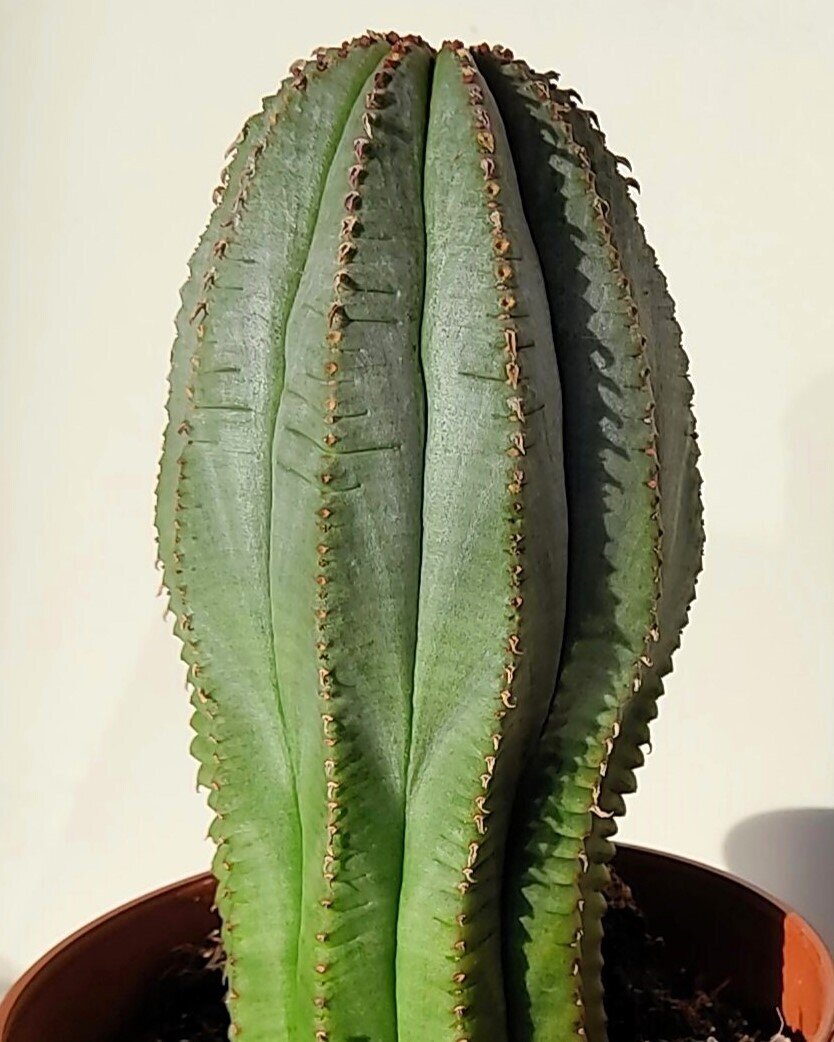 Euphorbia 'William Denton'