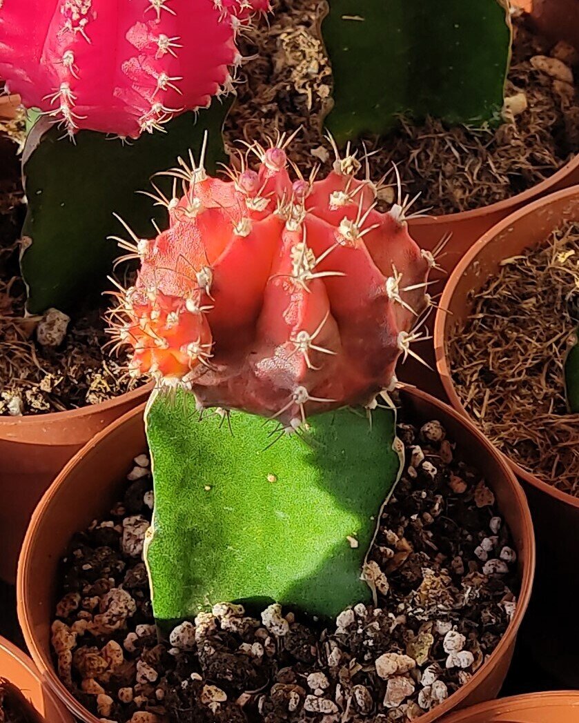 Gymnocalycium mihanovichii enxertado - bicolor (laranja-preto)
