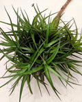Tillandsia aeranthos "clump" (mata)