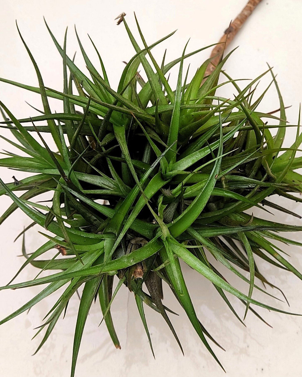 Tillandsia aeranthos "clump" (mata)