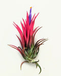 Tillandsia ionantha 'Fuego'