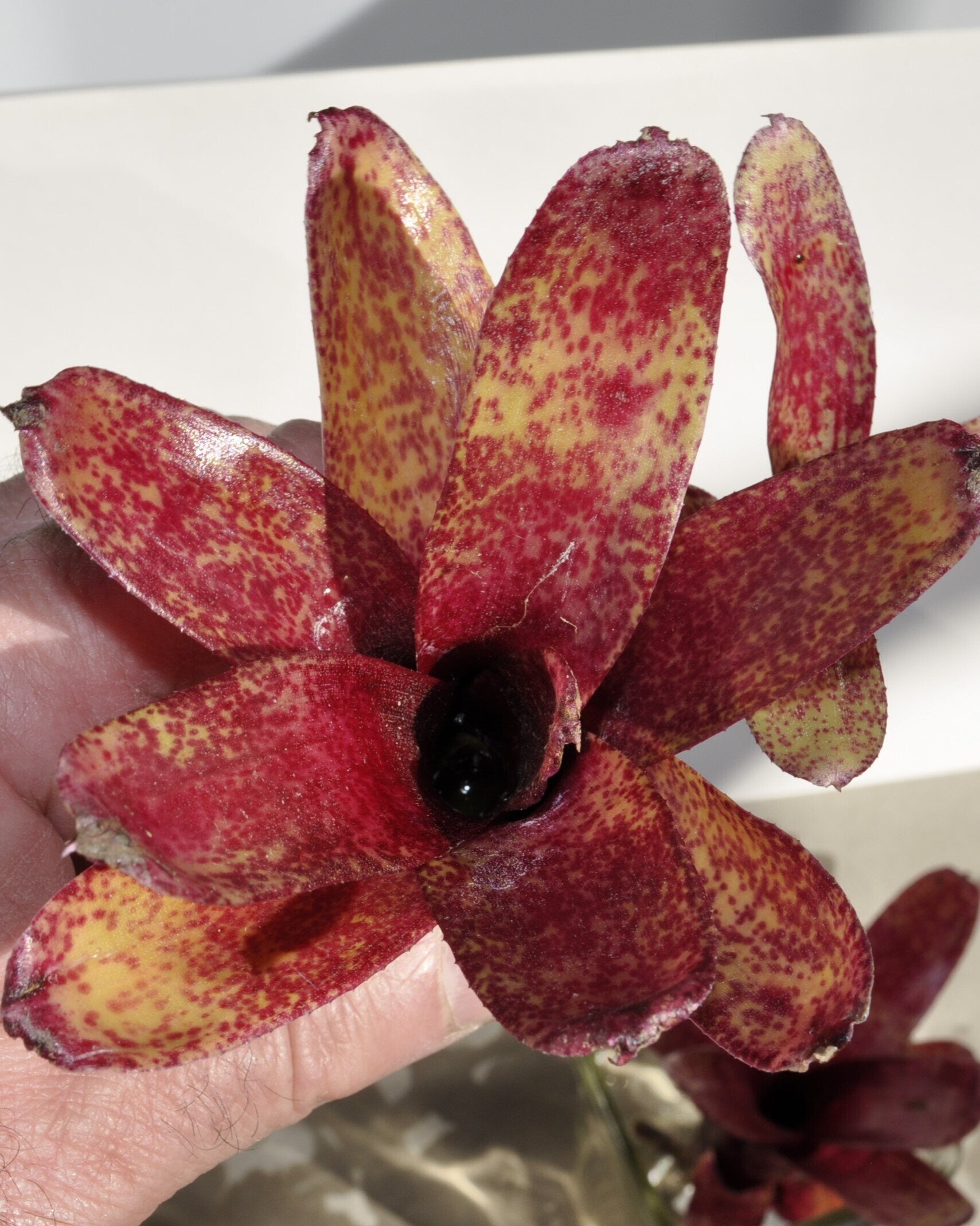Neoregelia 'Red Waif'